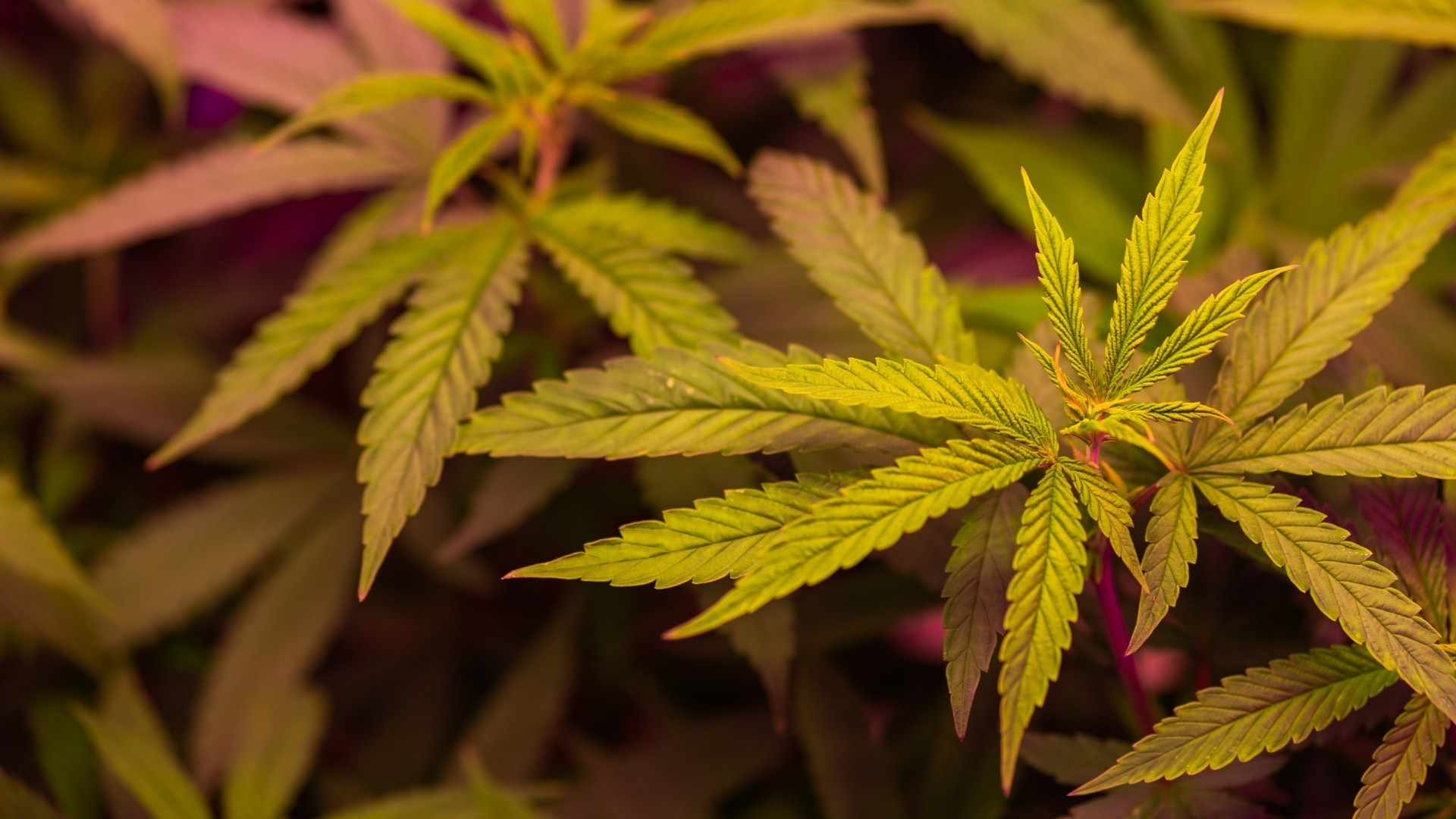 Why Is Early Detection of Issues in Cannabis Leaves Important?