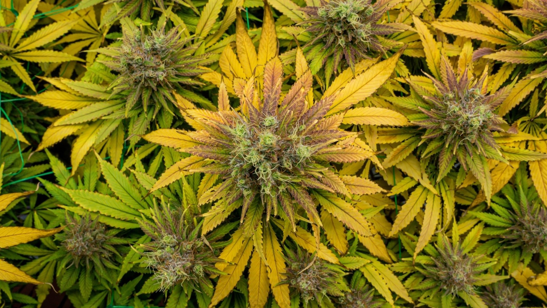 Yellow Leaves