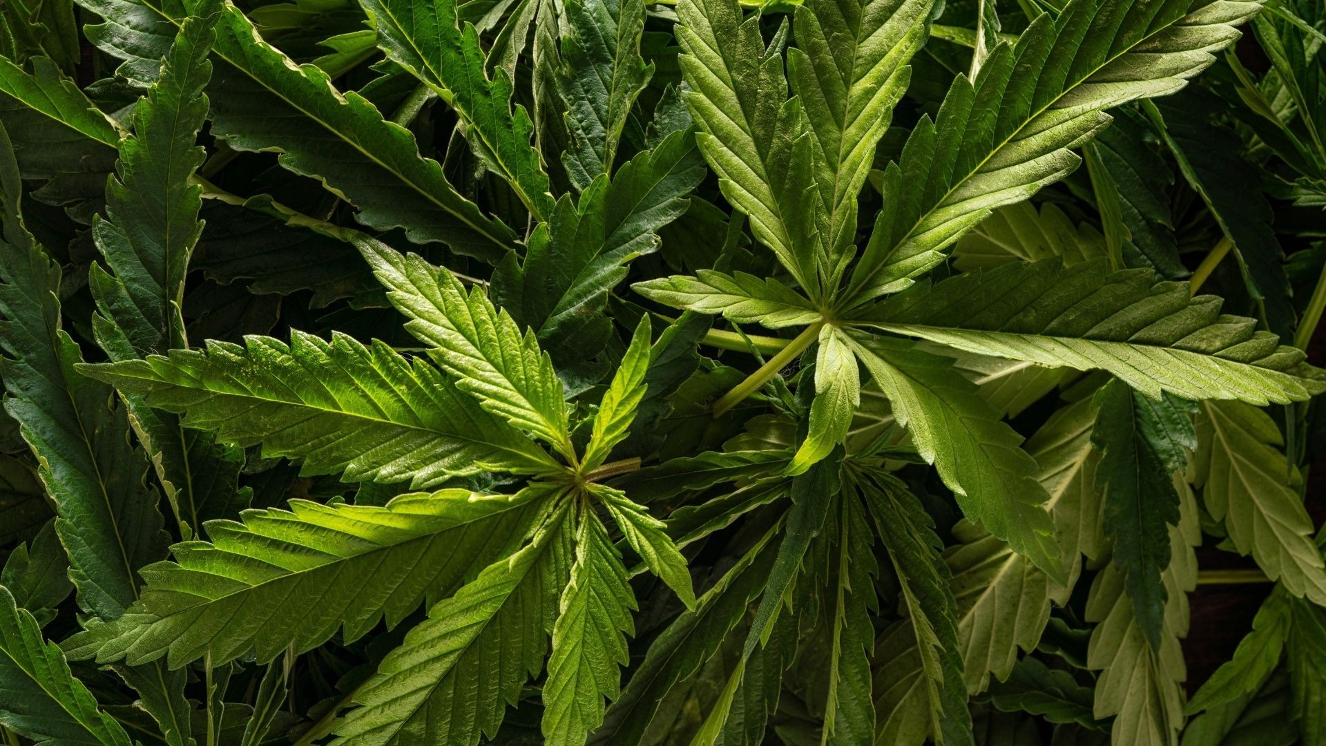 Top Errors to Avoid in Cannabis Leaf Care