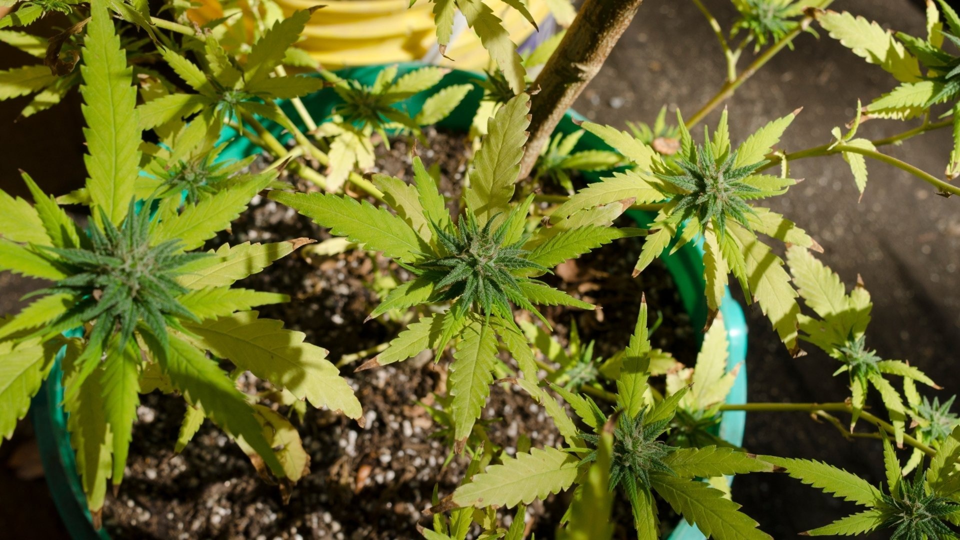 How to Fix Yellow Leaves in Cannabis Plants Across Different Growth Stages