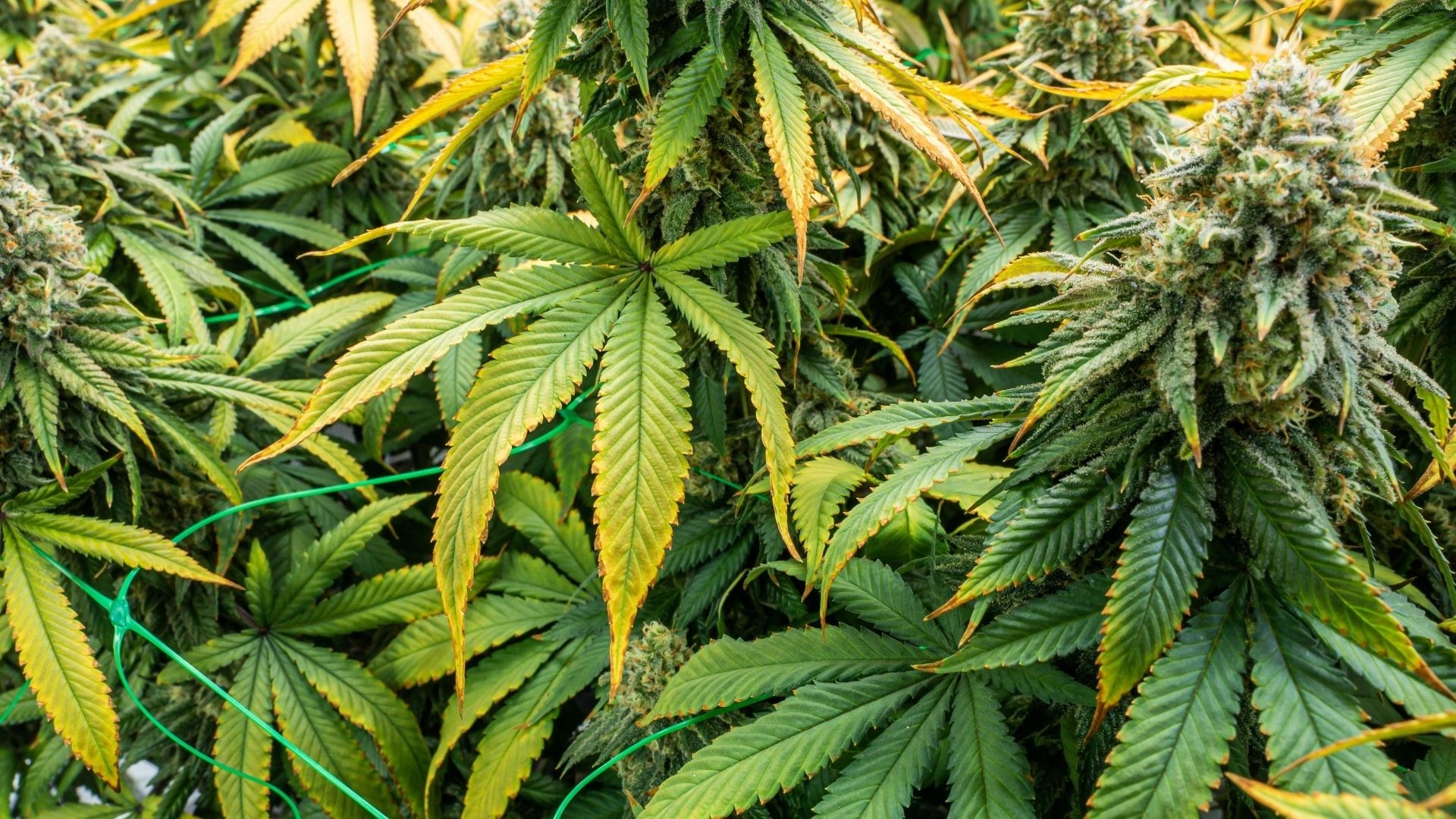 Common Causes of Yellow Leaves in Cannabis
