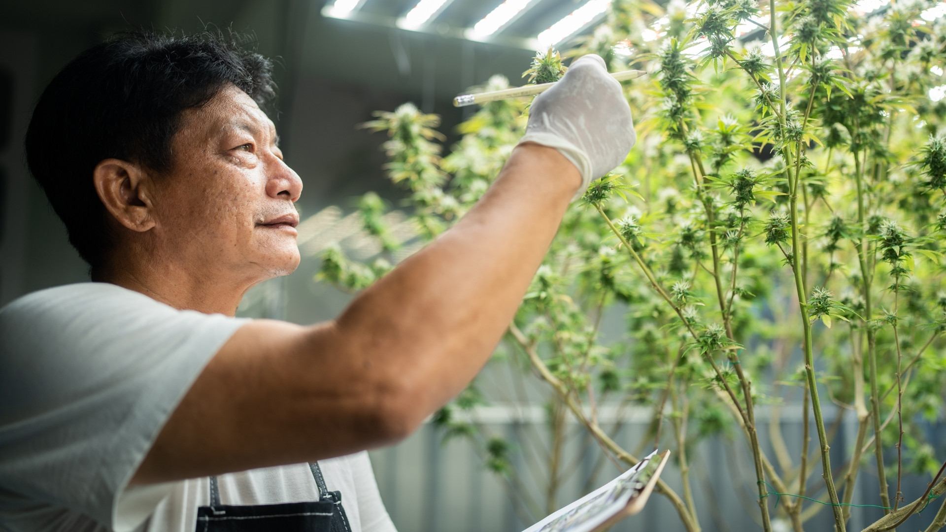 How to Nail Quality Control Cannabis Every Cycle