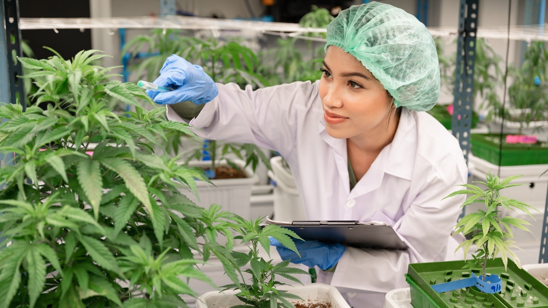 Where to Apply Quality Checks Across Cannabis Growth Stages?