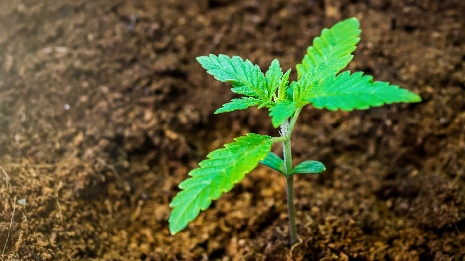 LED vs HPS: Choosing the Right Grow Light for Your Cannabis Cultivation