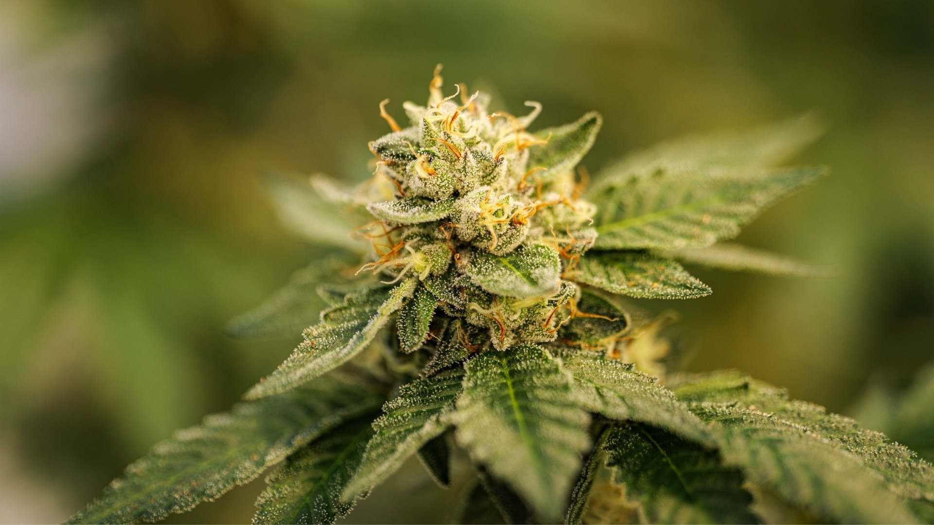 Lighting Metrics Growers Should Understand