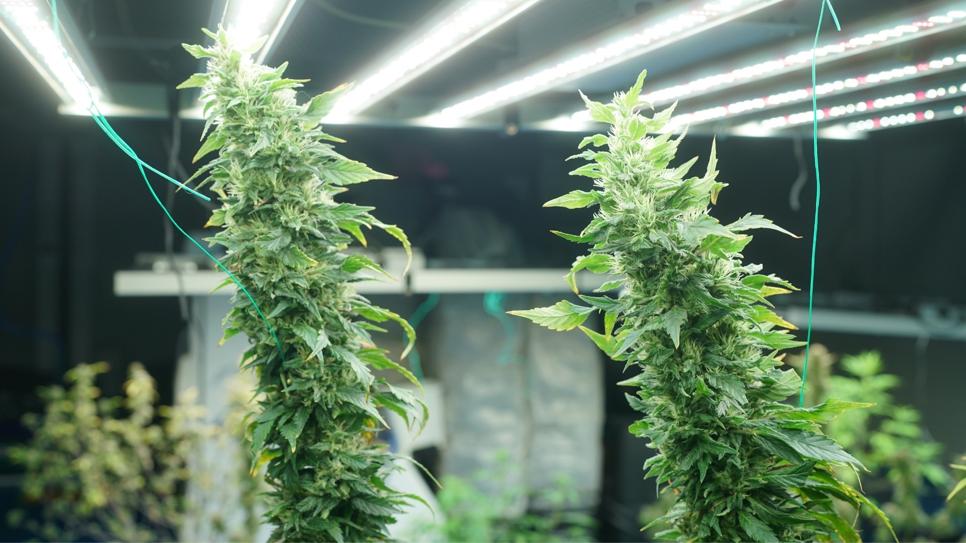 What Are LED Grow Lights in Indoor Weed Cultivation?