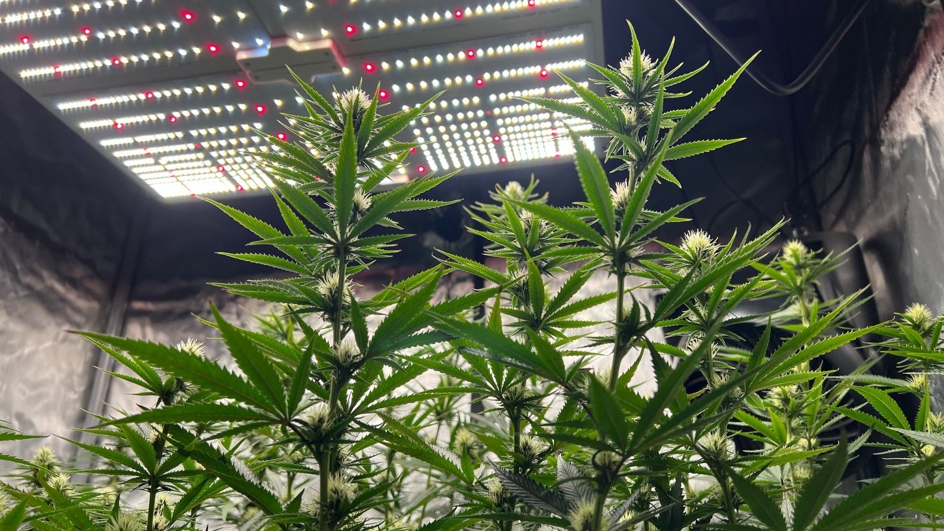 When Does LED Lighting Work Best for Cultivators?
