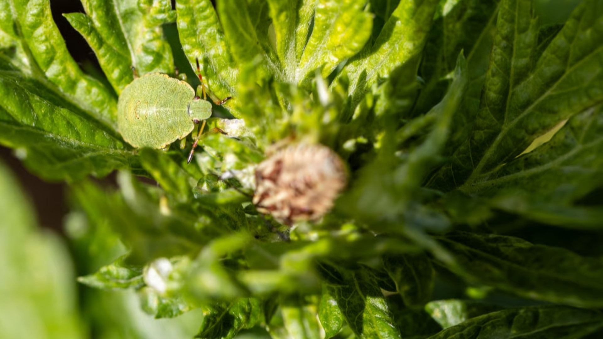 How to Get Rid of Soft-bodied Insects on Weed Plants