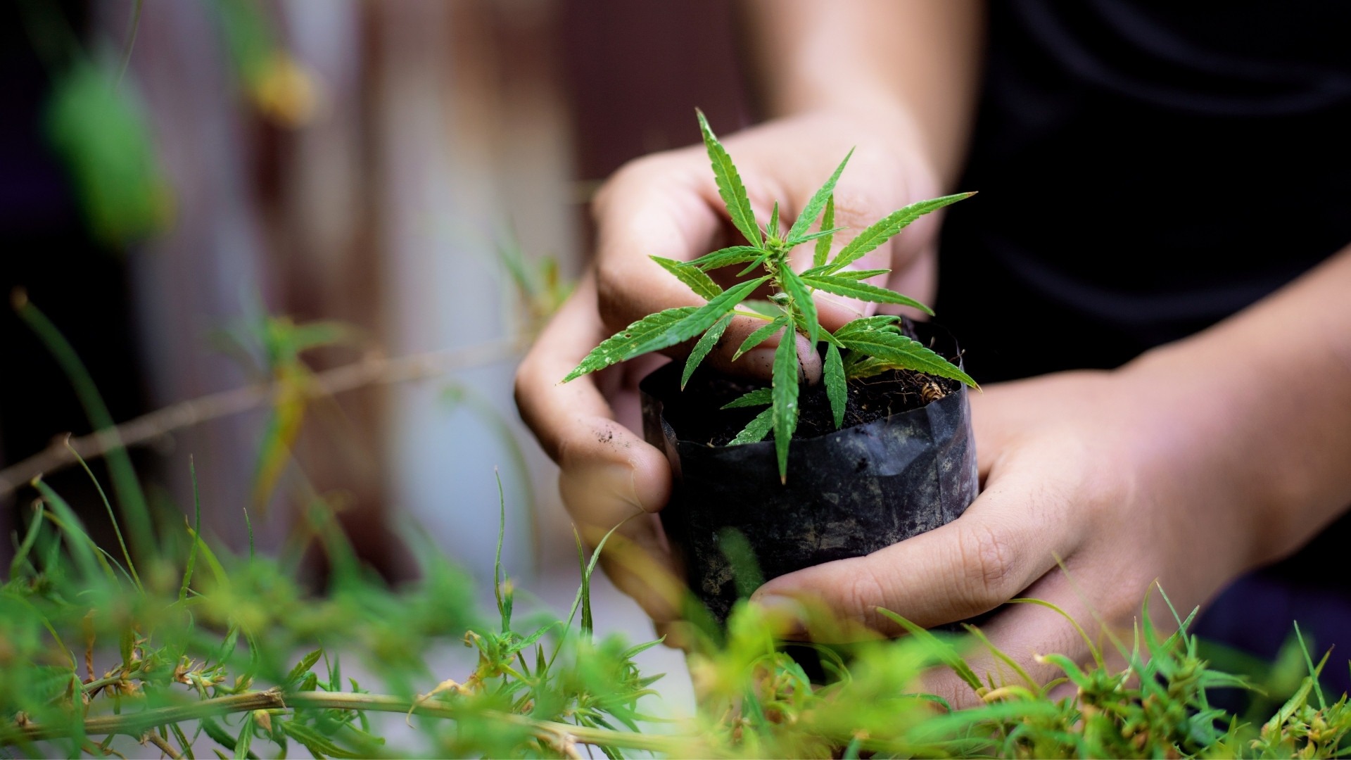 Ideal Potassium Levels for Each Stage of Cannabis Growth