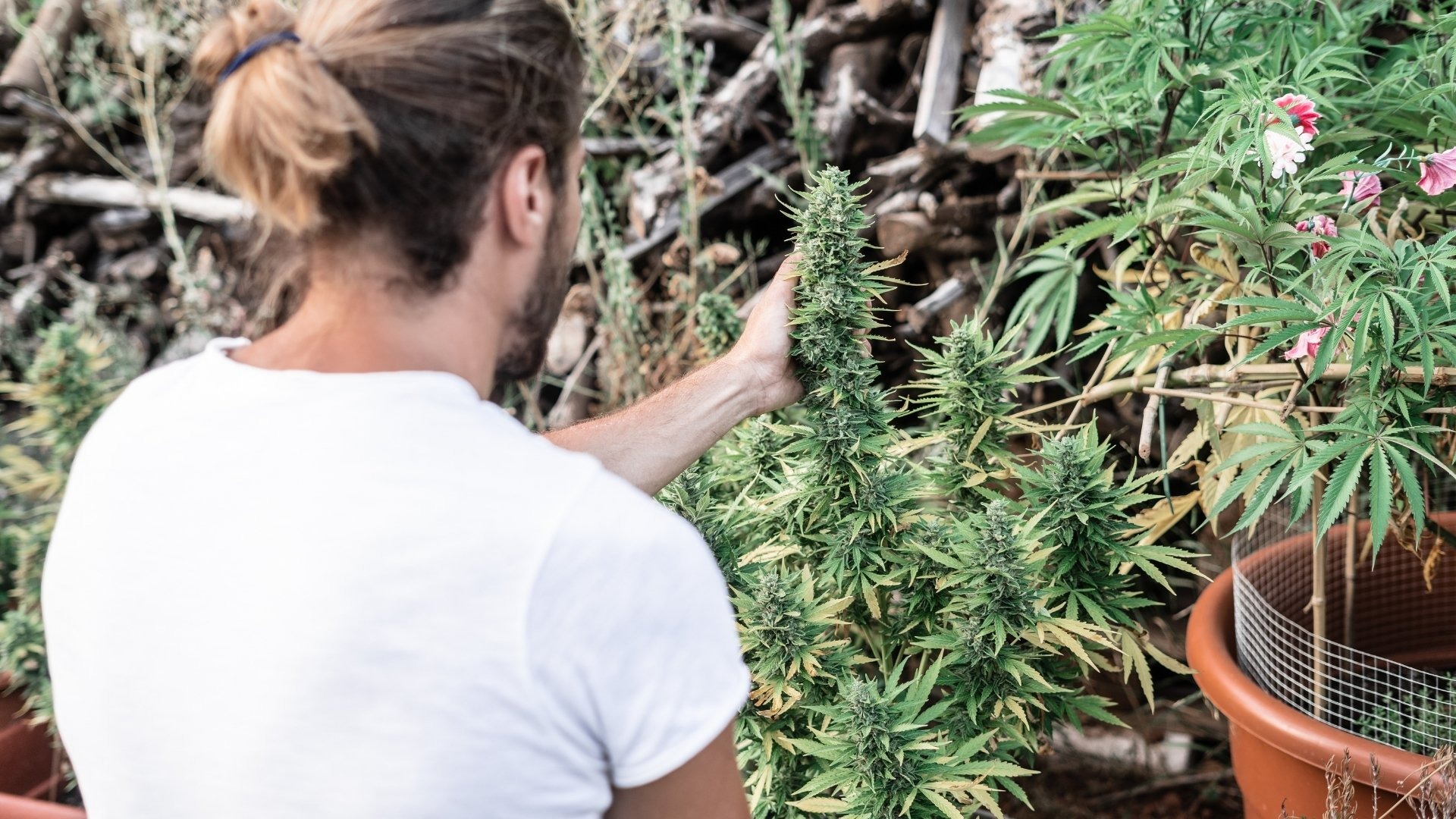 How to Correct Potassium Deficiency in Weed
