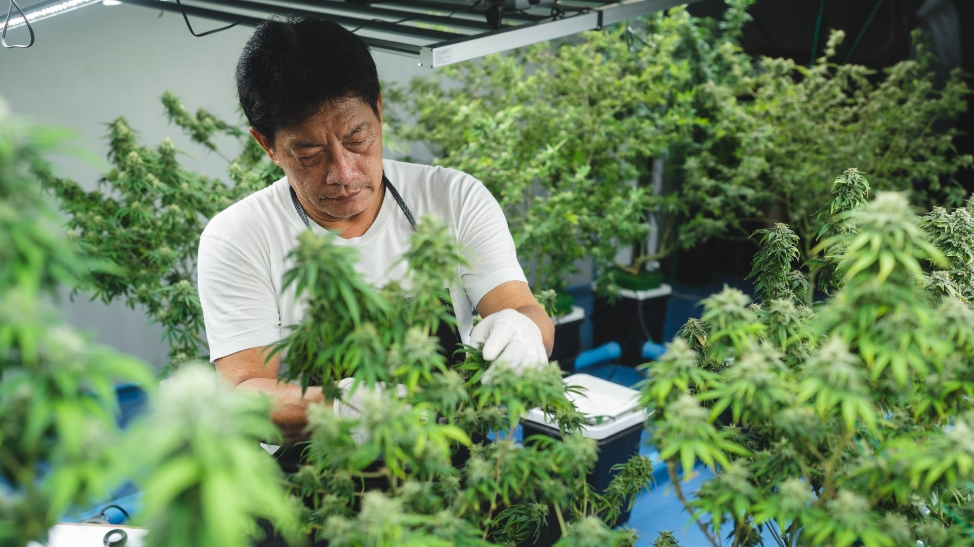 How to Choose the Right Genetics for Your Home Setup