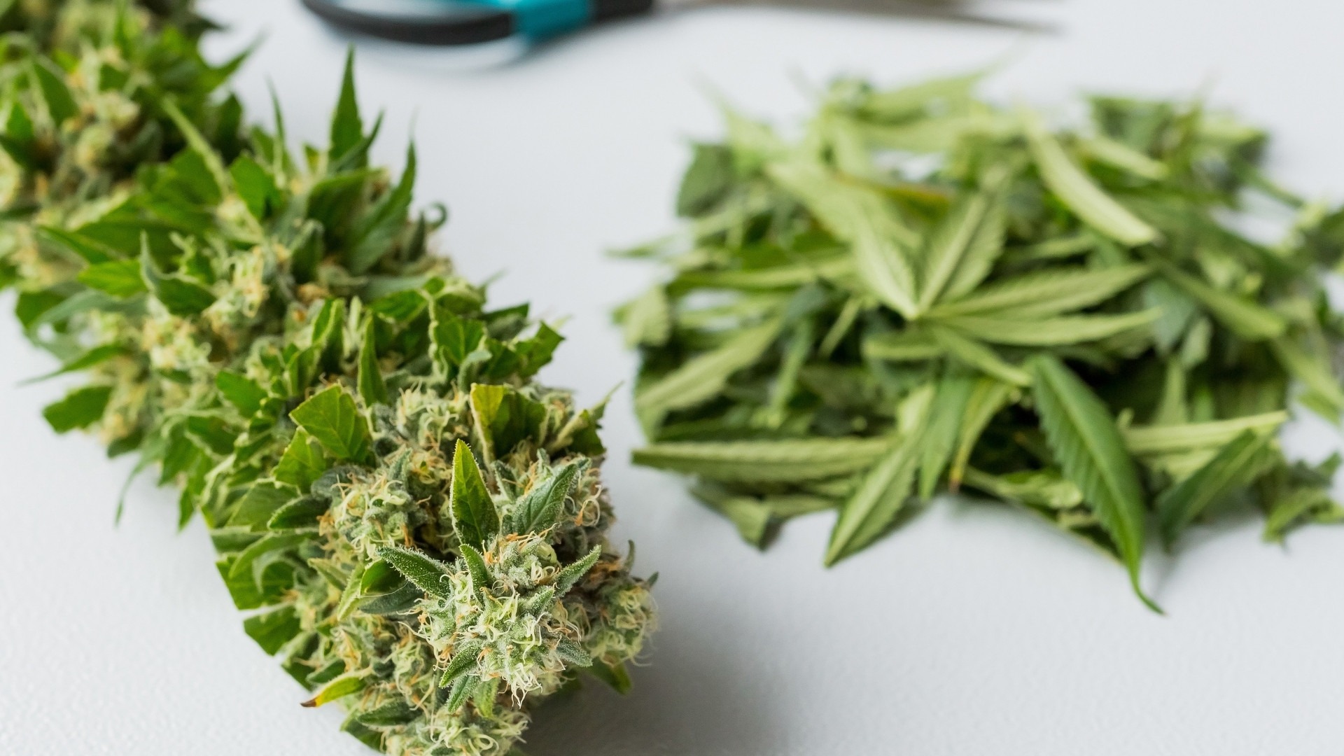 Why Cannabis Leaves Are Treated as Waste