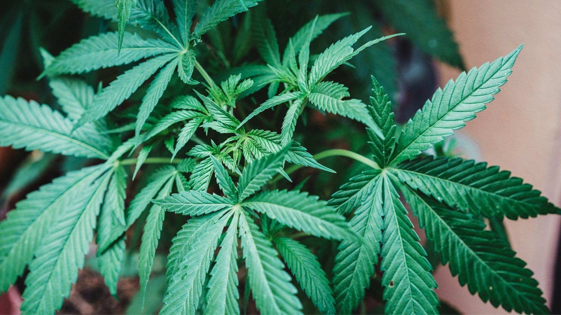 How To Deal With Leaf Waste from Different Strains