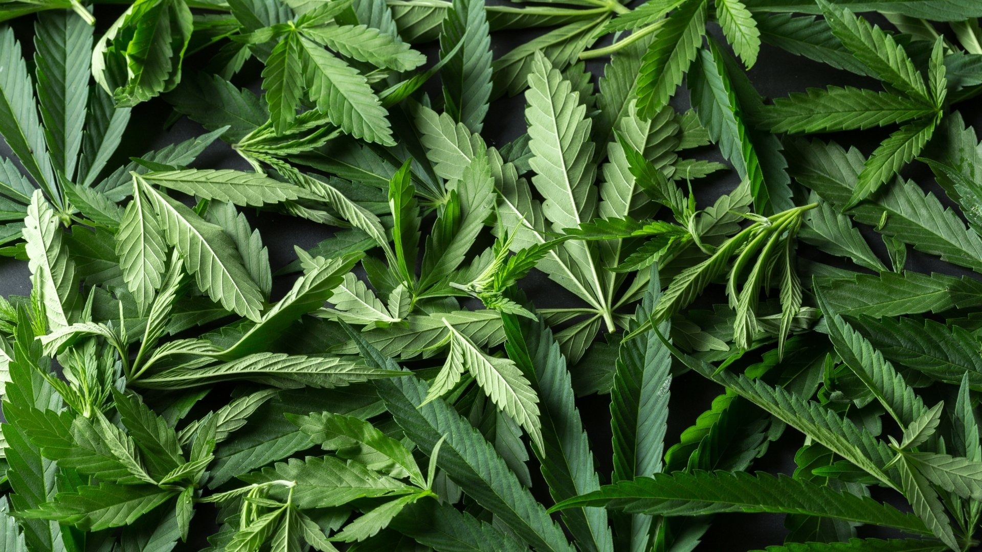 The Hidden Risks and Costs of Cannabis Leaf Waste