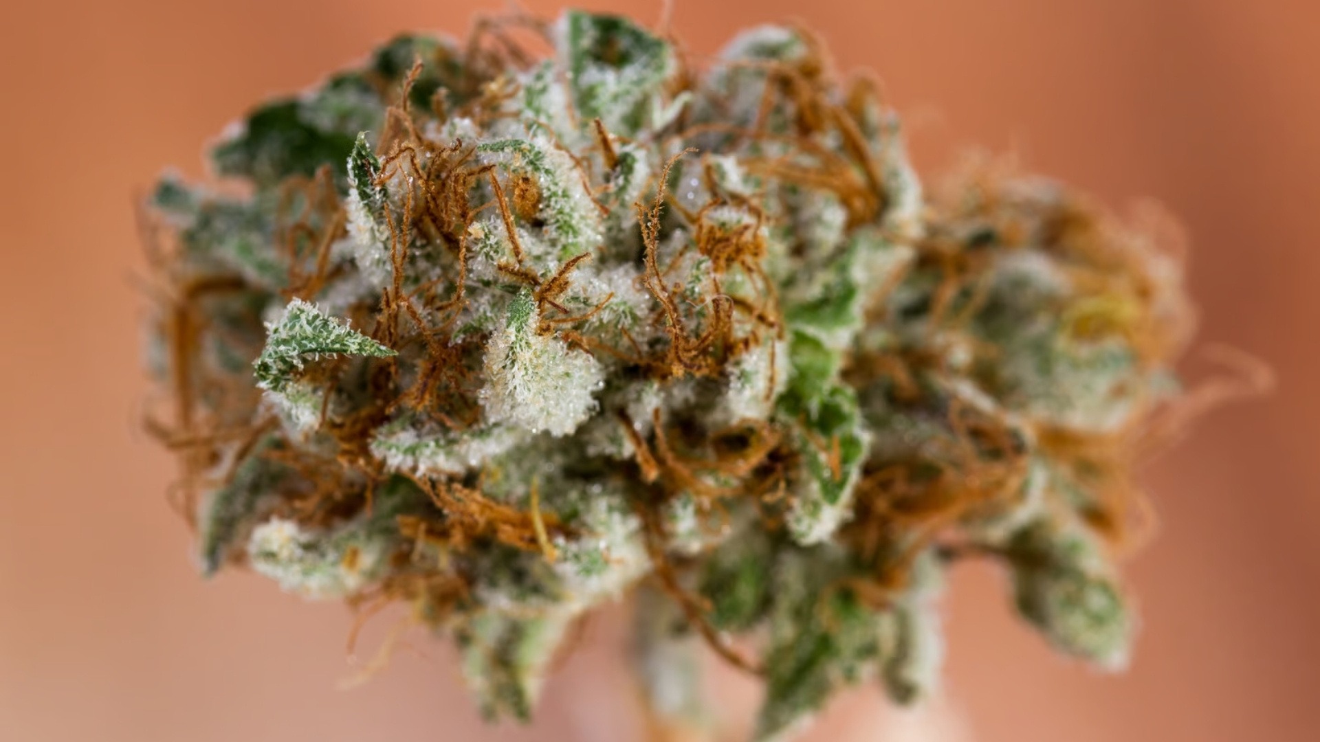 Bud Rot (Botrytis) – Internal Flower Mold