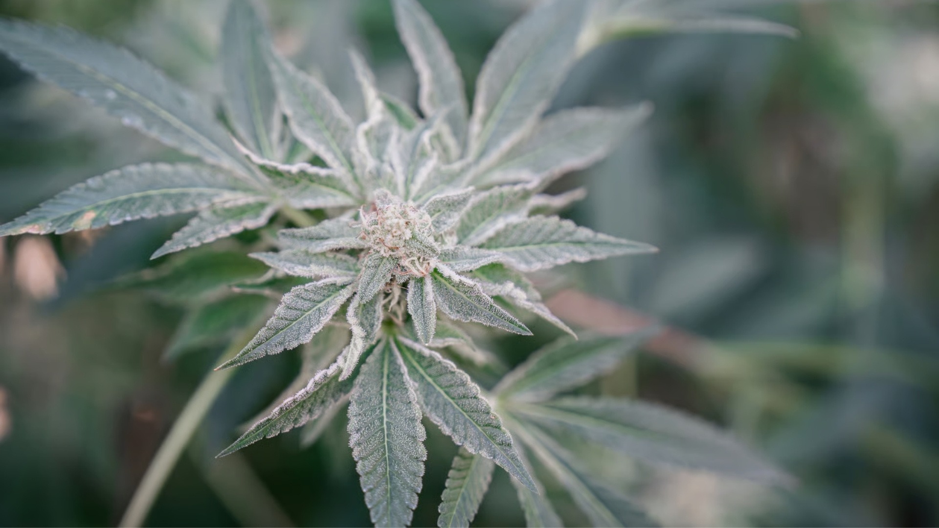 Powdery Mildew – White Surface Growth