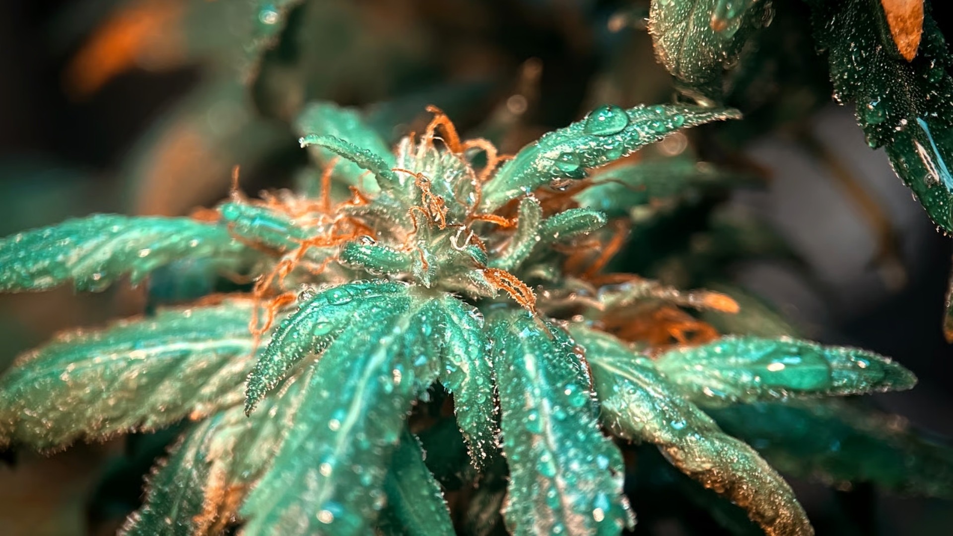 Penicillium – Blue/Green Mold in Late Stages