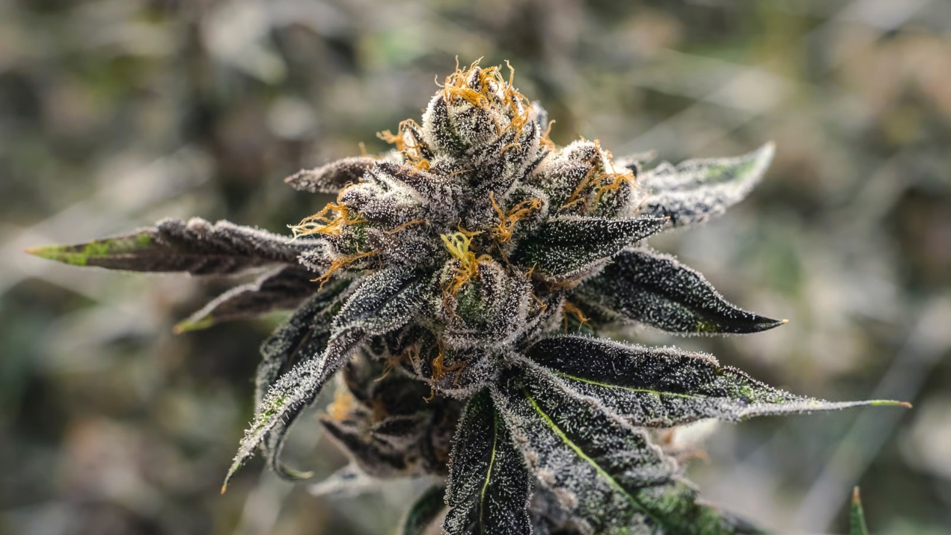 Mold vs Trichomes: How to Tell the Difference