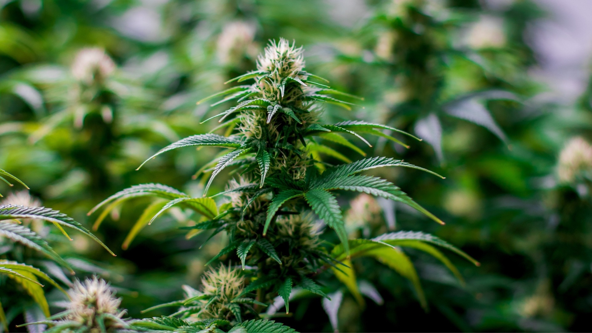 Can a Cultivation Planning Software Reduce Mold Risk in Cannabis Cultivation?