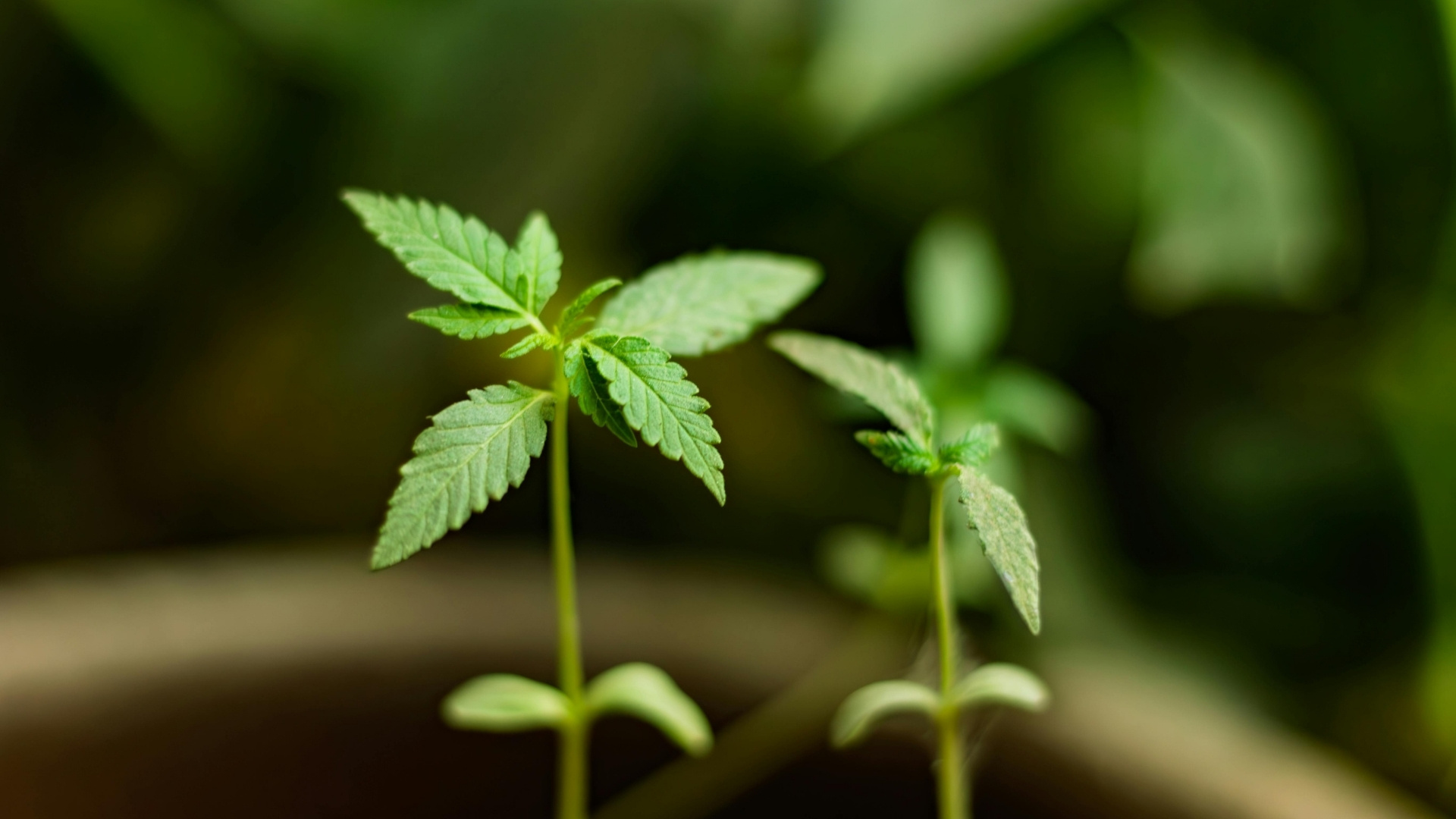 Germinating Pot Seeds: Fix Slow or Failed Sprouting in Commercial Grows