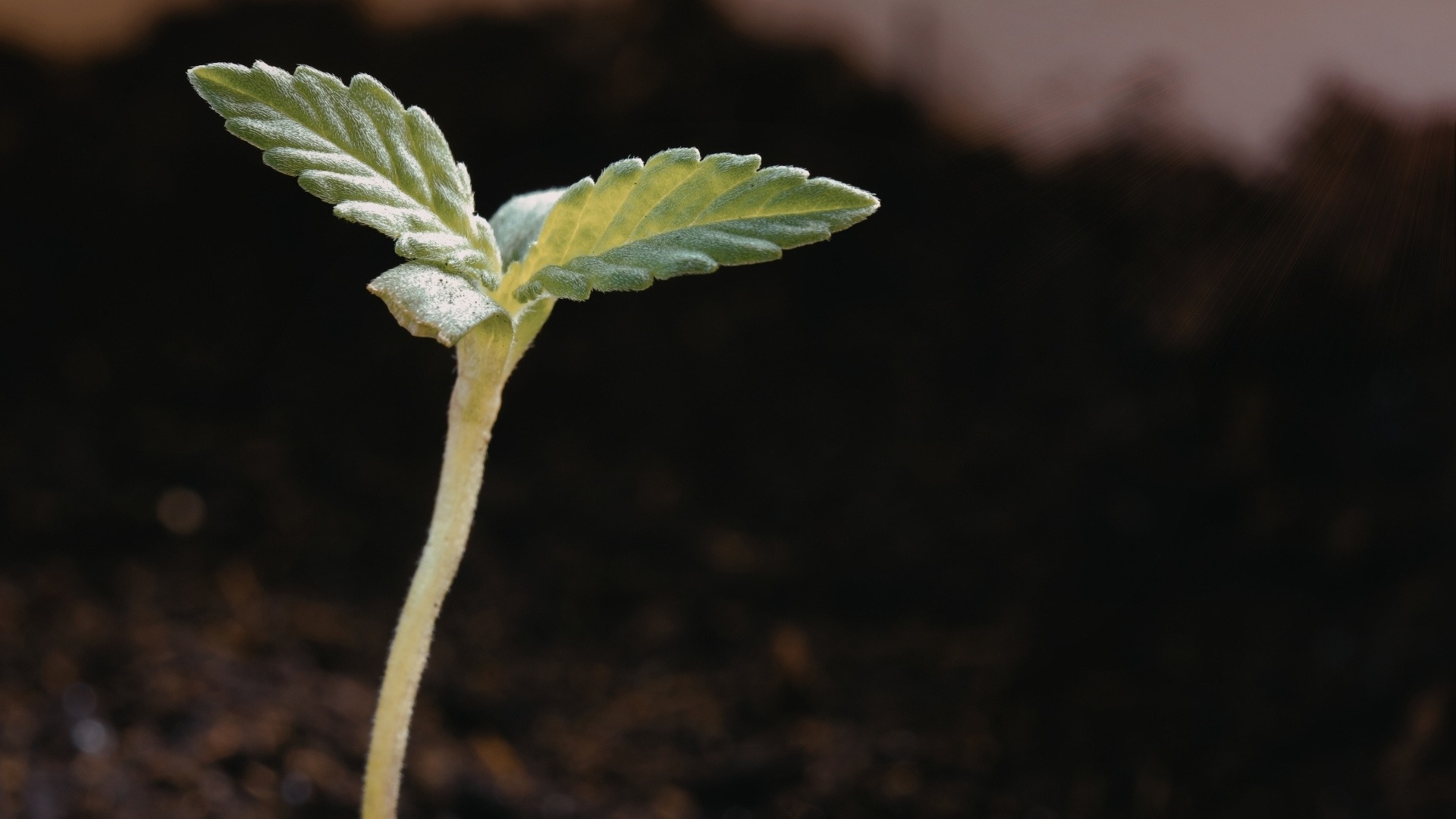 How to Germinate Weed Seeds Indoors and Outdoors Successfully