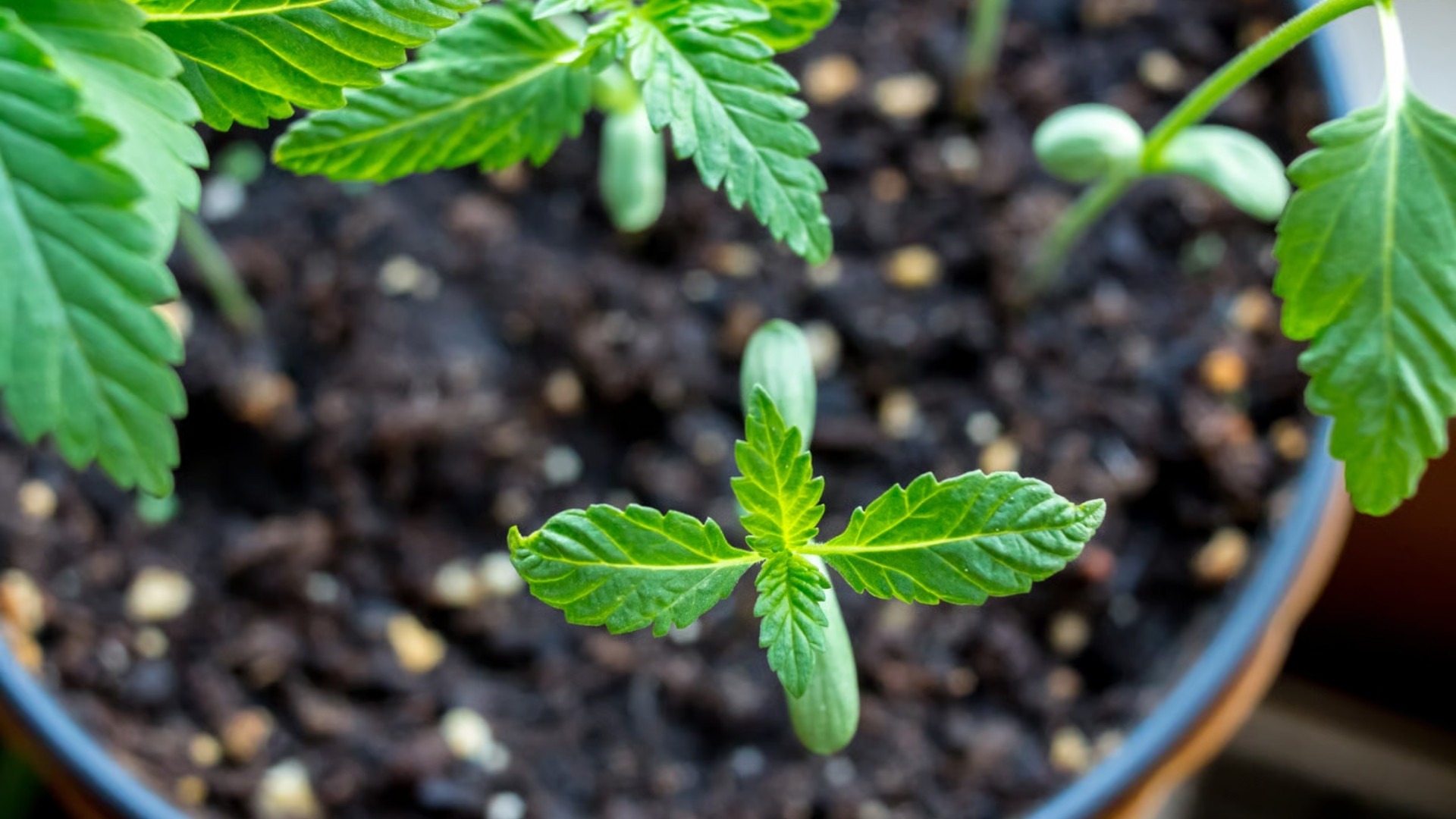 How to Fix Slow or Failed Germinating Pot Seeds