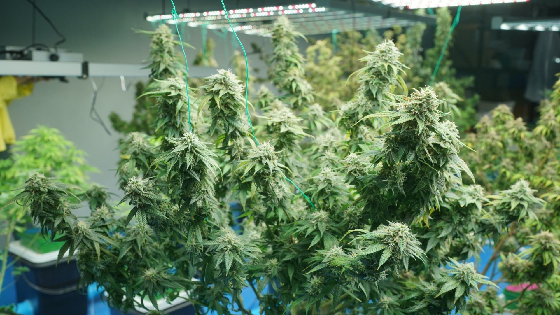Data to Track in Commercial Cannabis Growth