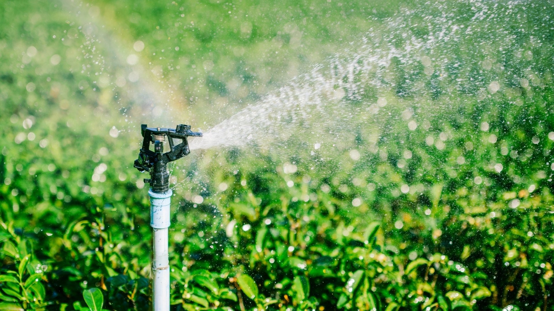 What’s the Difference Between Watering and Feeding
