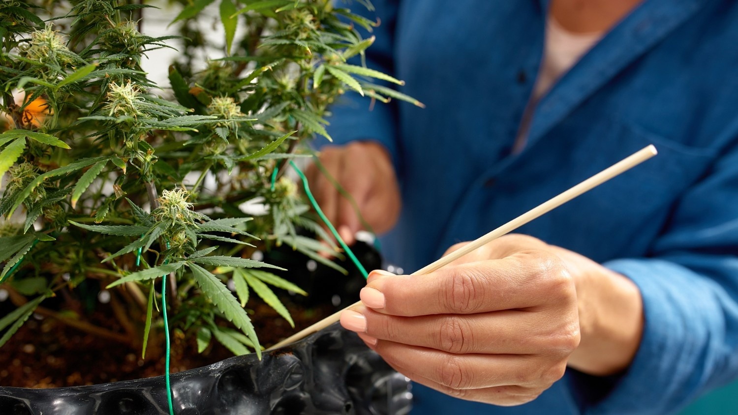 Factors to Consider Before Feeding Your Plants