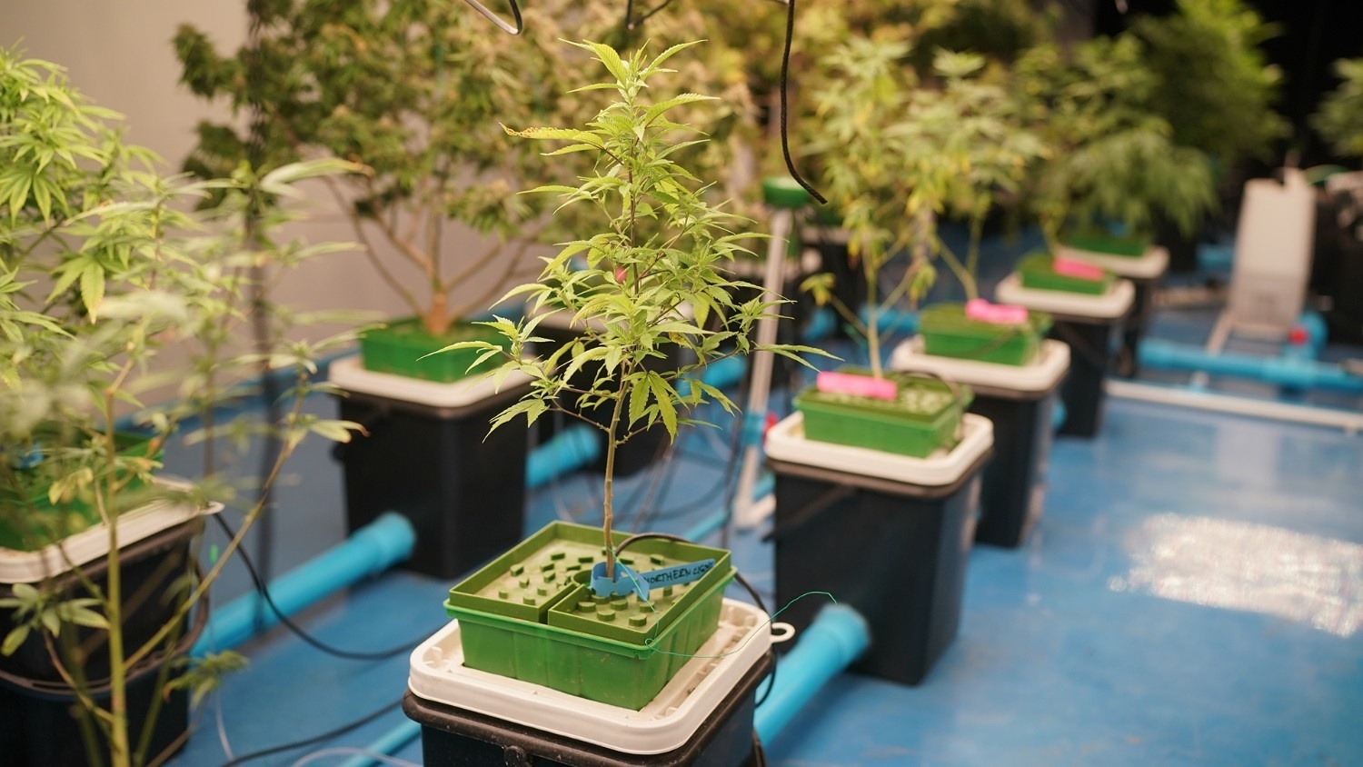 How Nutrient Uptake Works in Soil vs. Hydroponic Systems