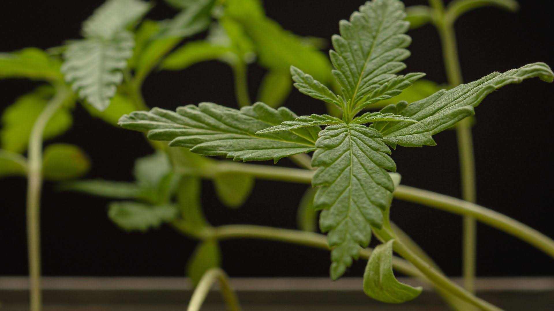 2-Week-Old Cannabis Seedling: Growth Stages and Tips