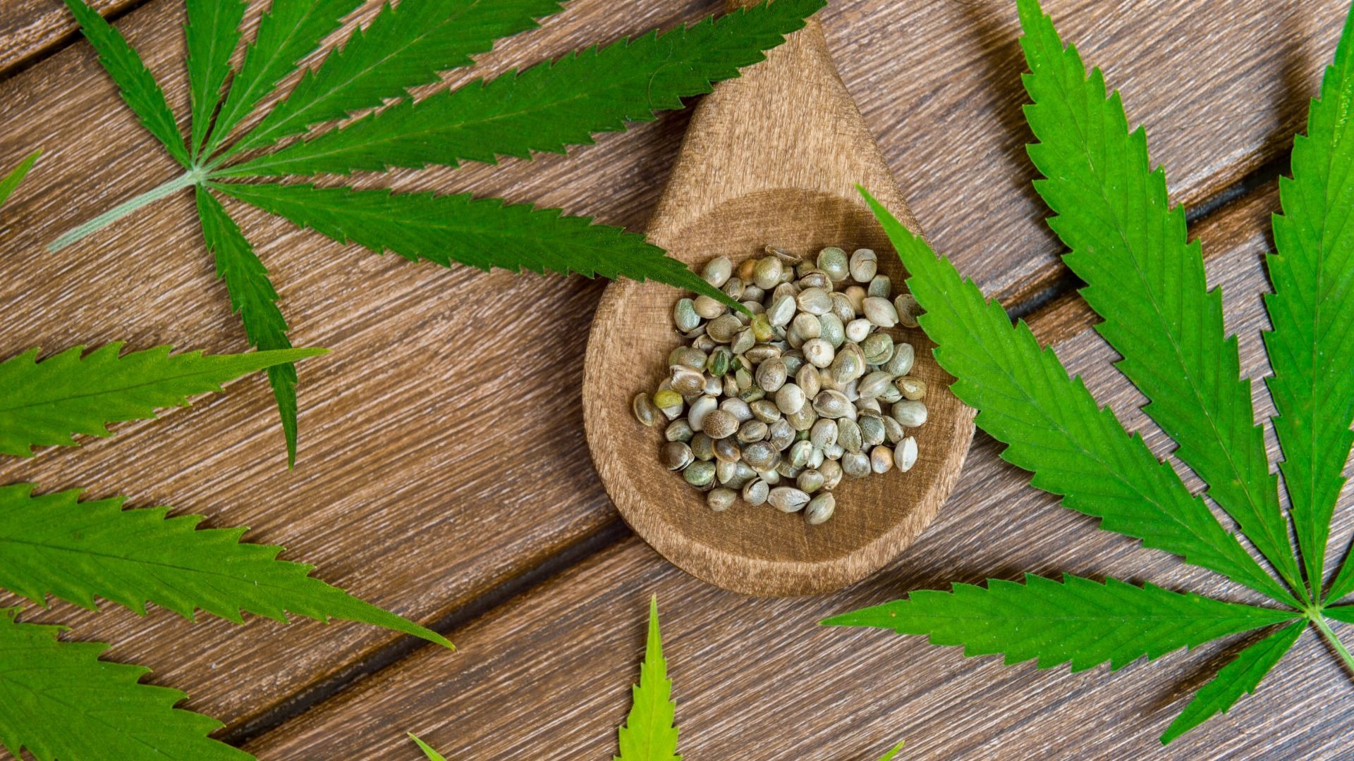 6 Reasons Your Cannabis Seeds Did Not Sprout