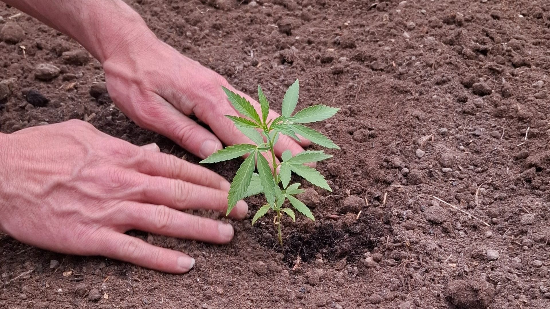 What Does a 2-Week-Old Cannabis Seedling Look Like?
