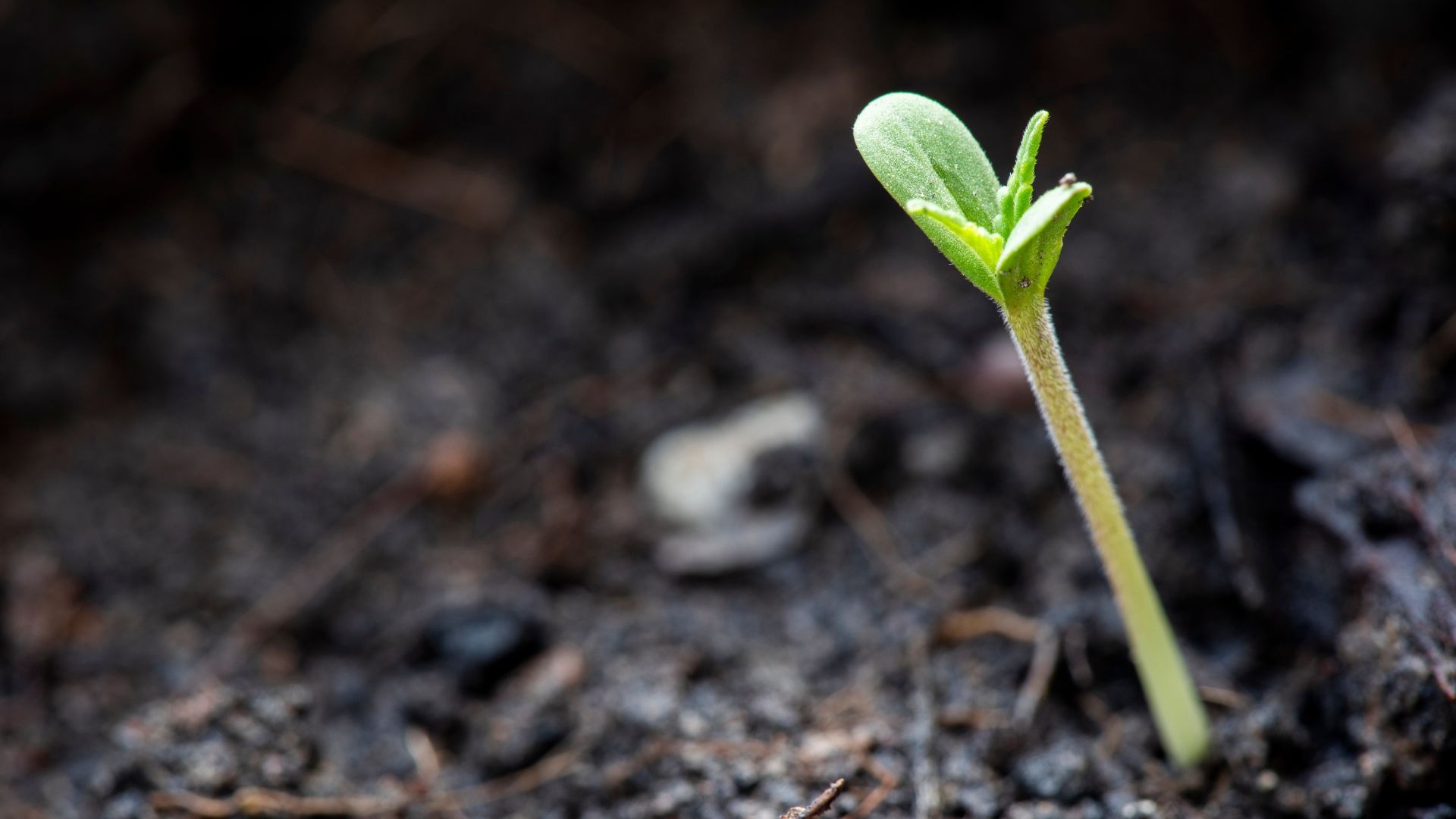 What Nutrients Do Cannabis Sprouts Need?