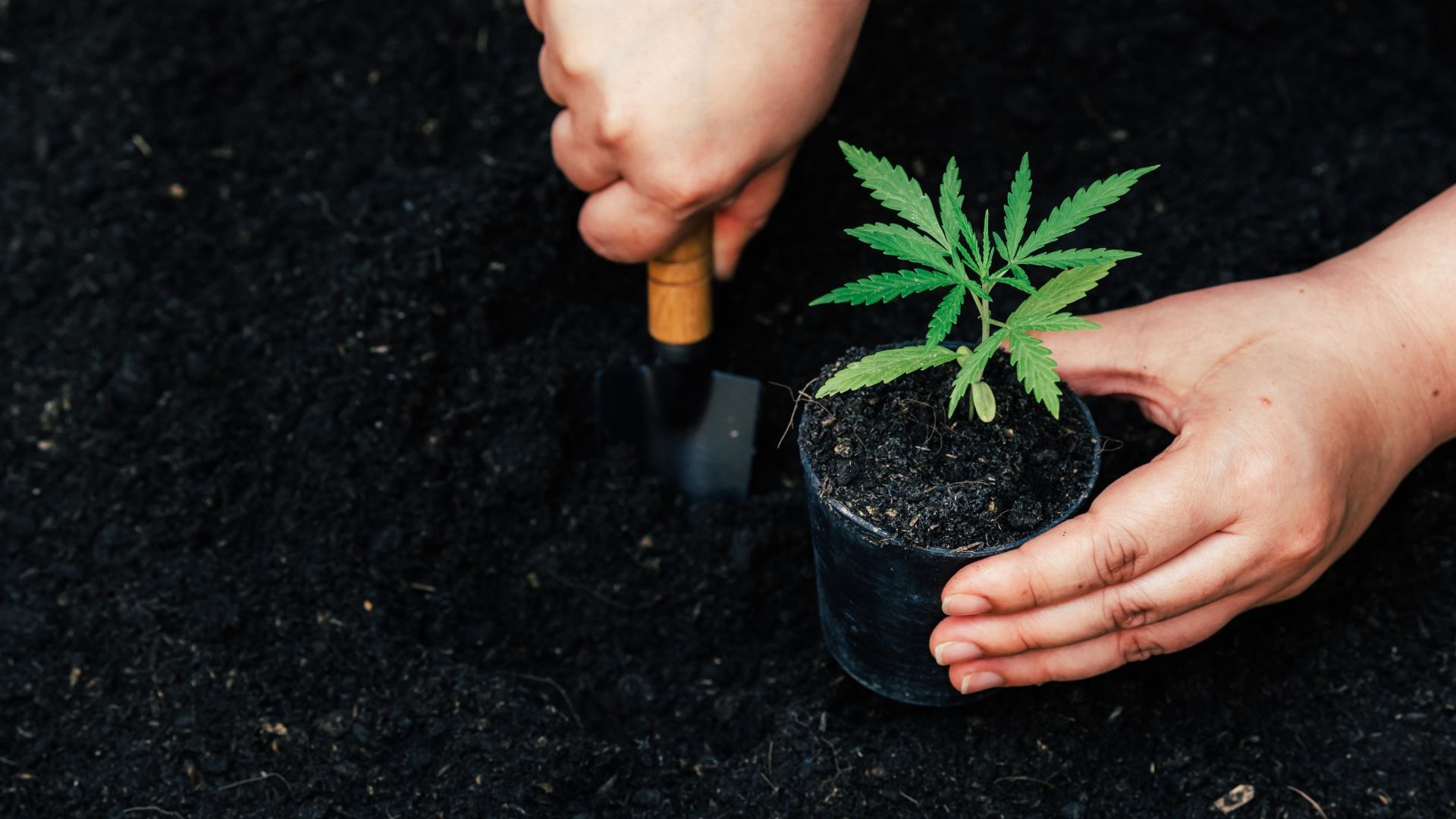 How to Prepare for the Next Growth Stage?