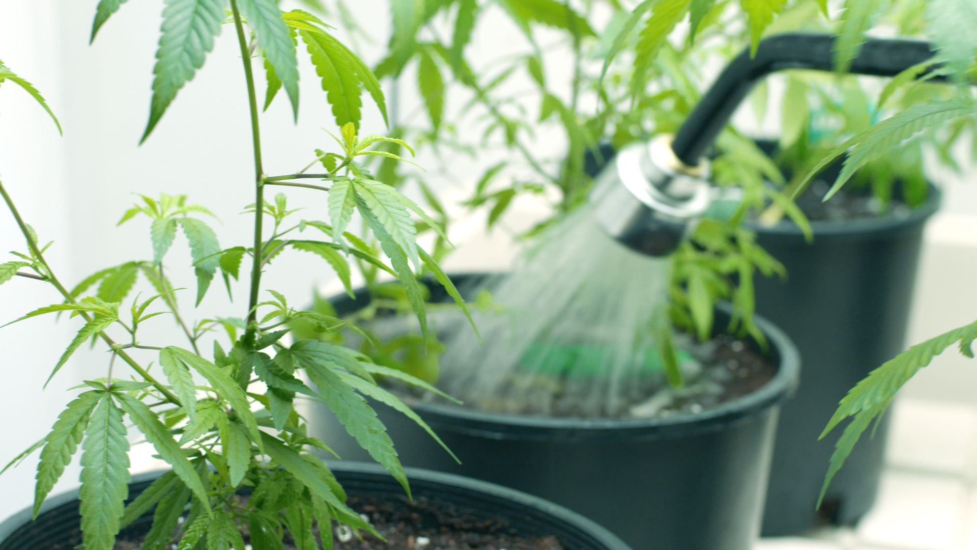 Tips for Healthy Seedling Growth at 2 Weeks