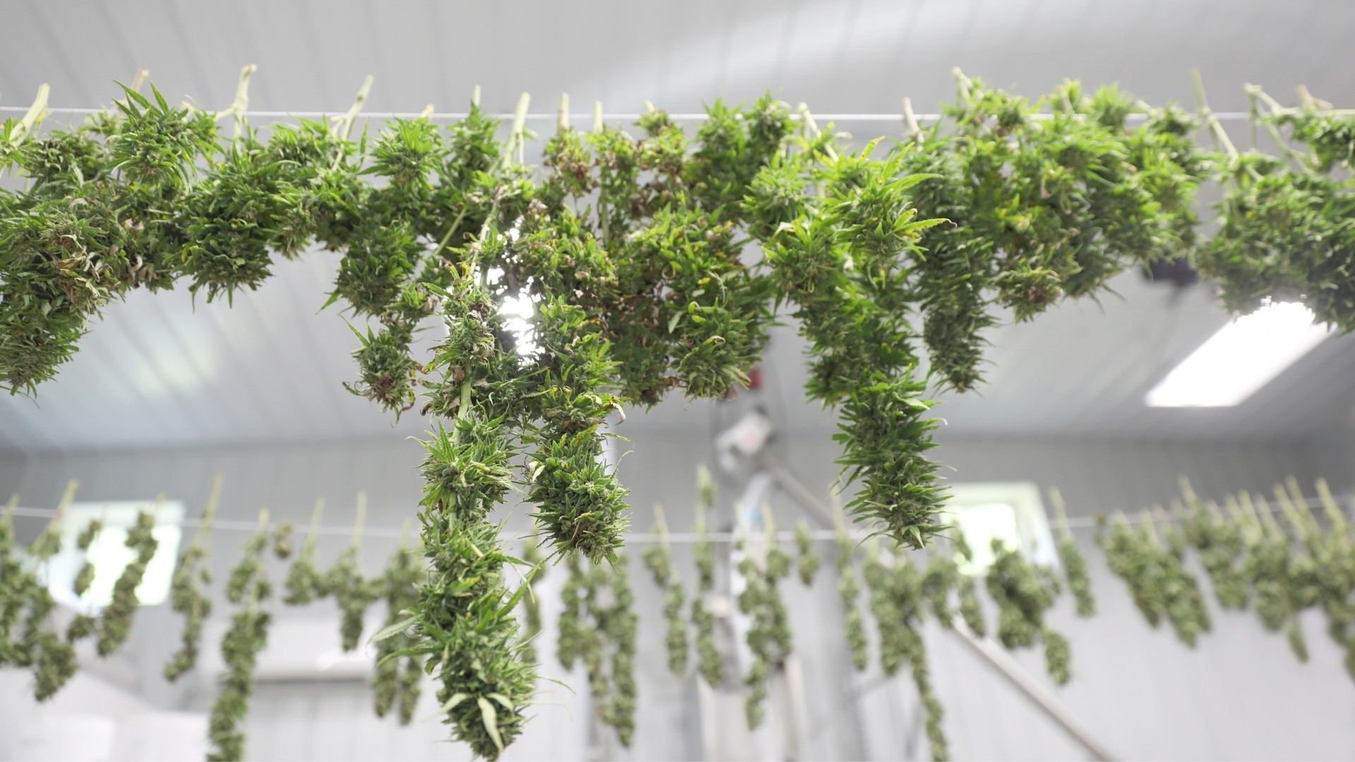 Ideal Environmental Conditions for Outdoor Drying