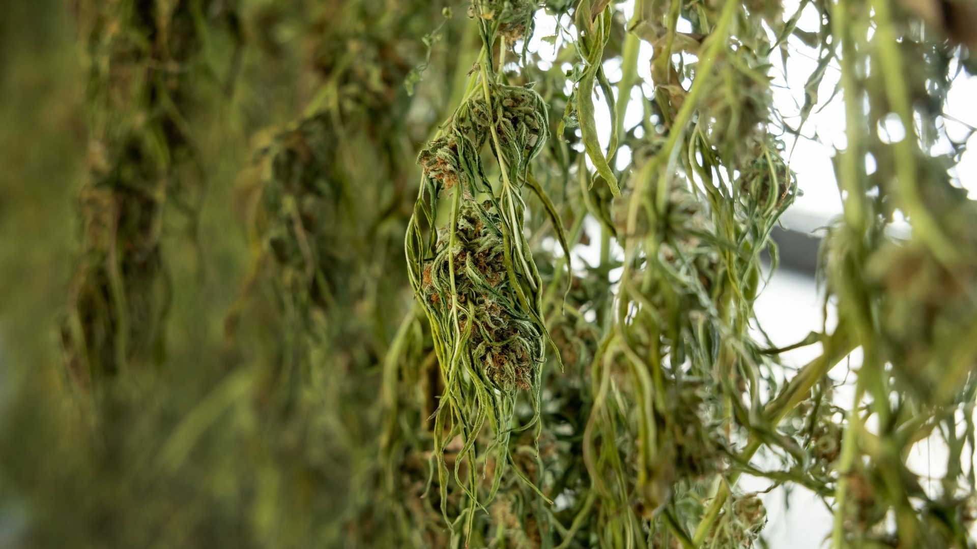 How Long Does It Take to Dry Commercial Cannabis Outside?