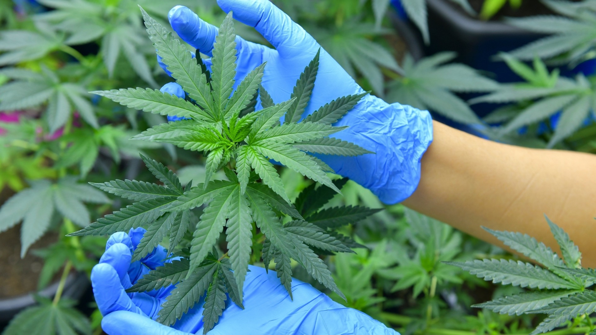 Designing The Ideal Grow Environment Before Plants Enter The Room