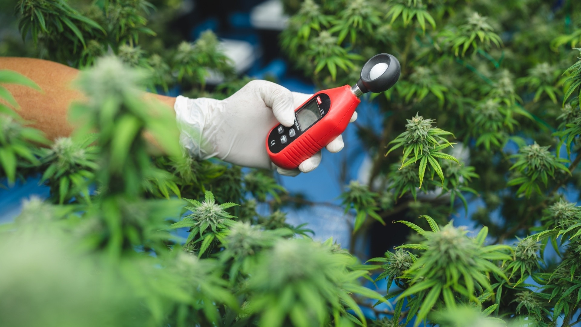 How Does pH Drift Happen in Commercial Grows