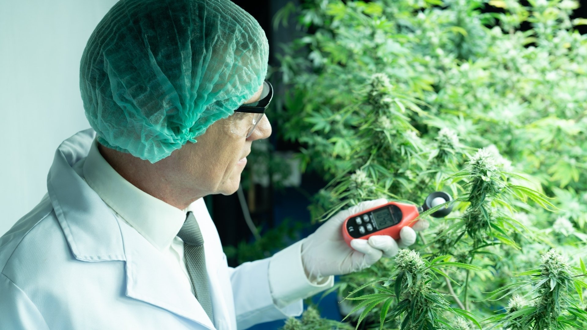 Measuring pH the Right Way in Cannabis Plants
