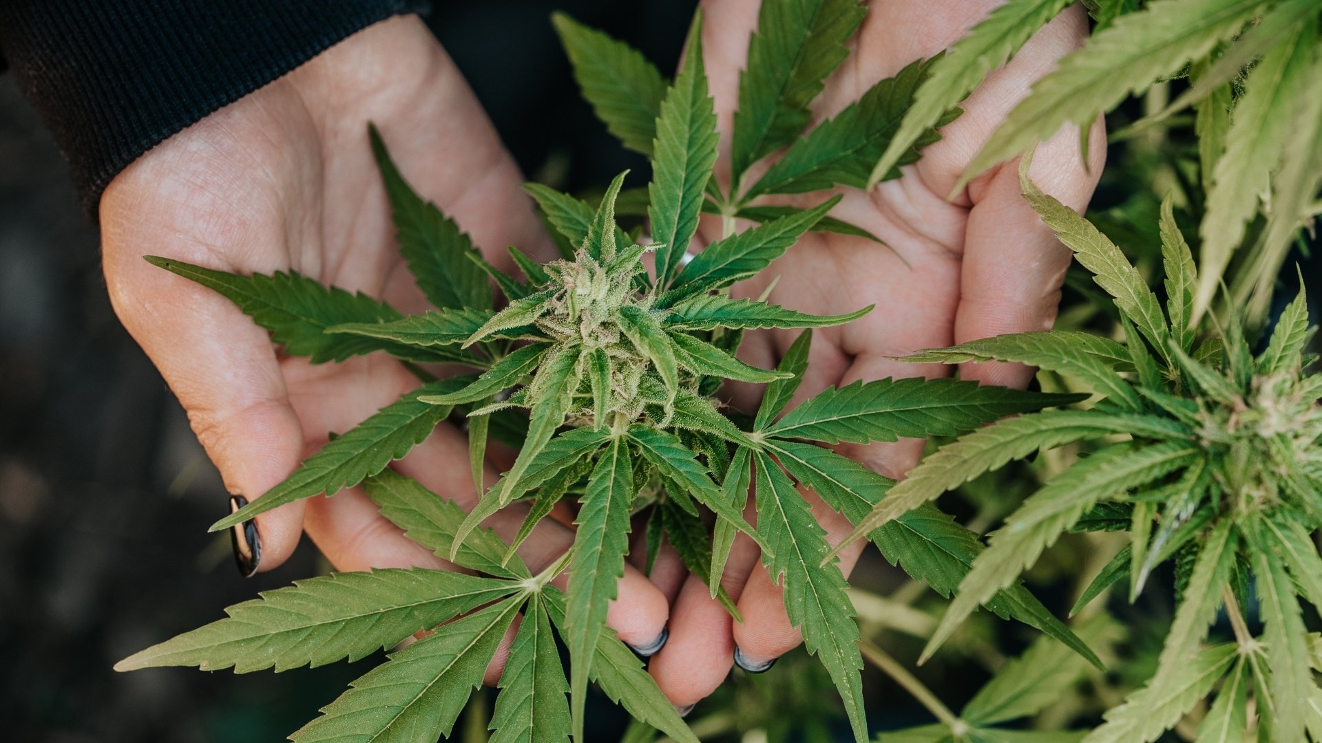 Identifying and Fixing Cannabis Calcium Toxicity