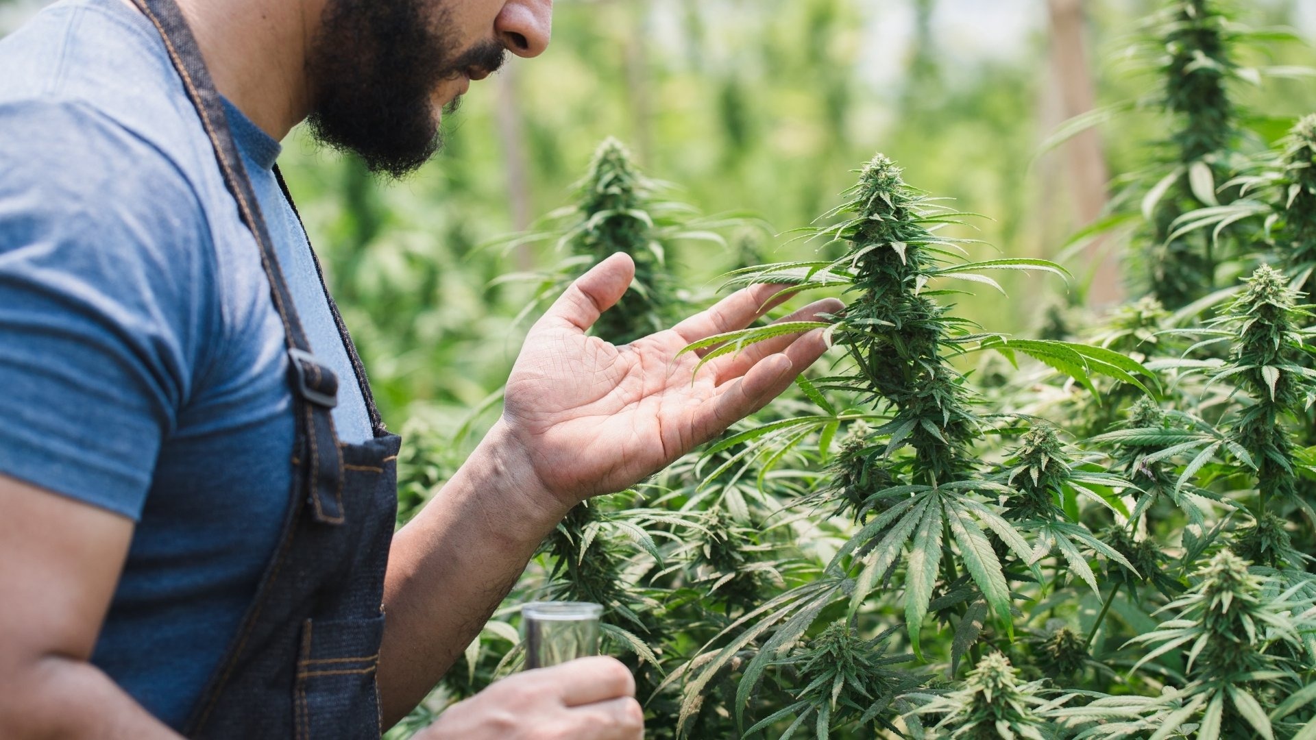 Symptoms of Excess Calcium in Cannabis Plants