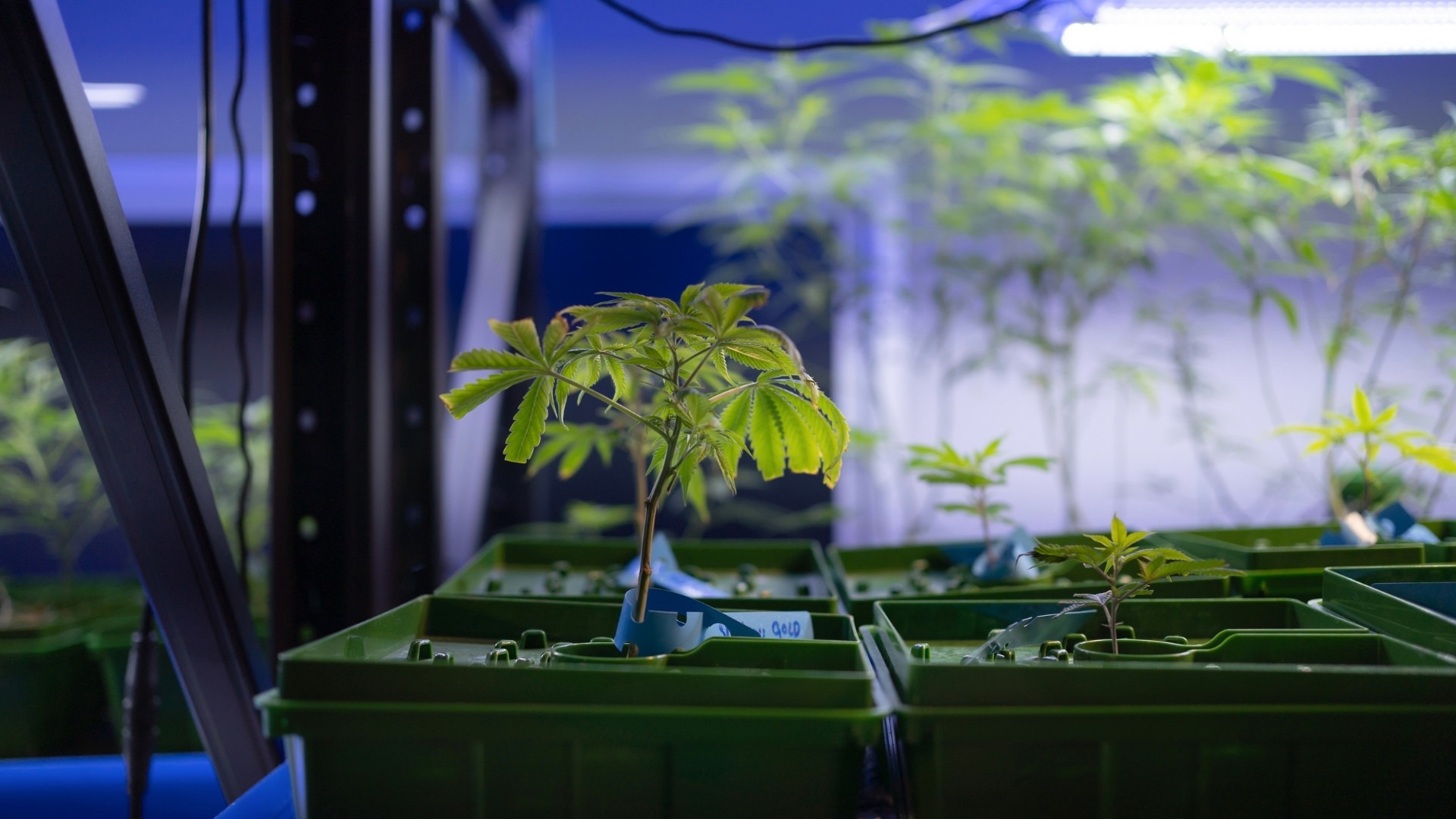How Does Calcium Toxicity Affect Yield and Quality