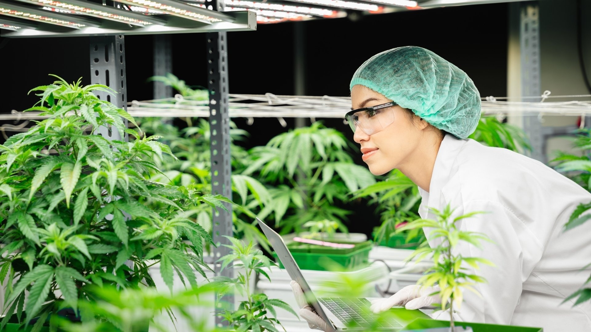 Steps to Fix Excess Calcium in Weed Plant
