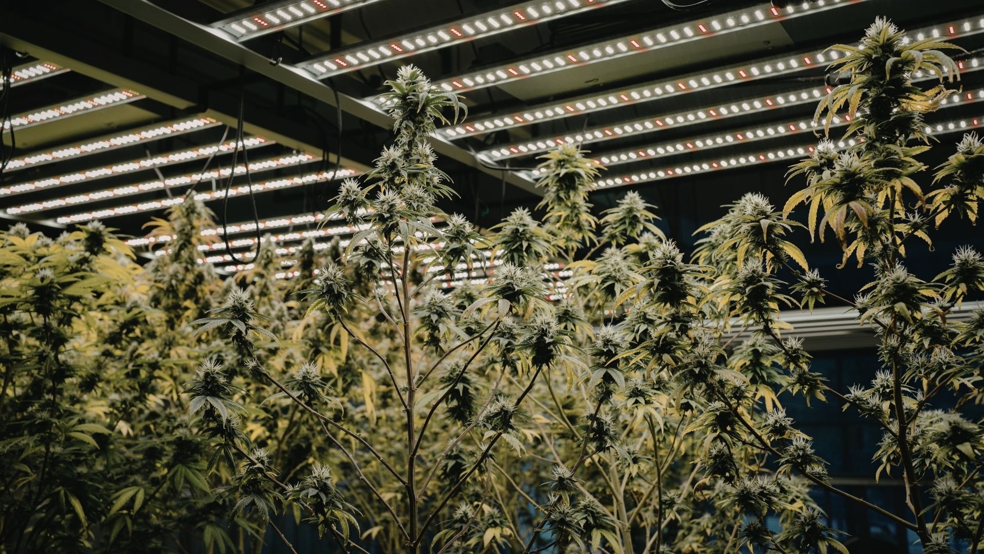 Ideal Conditions for Drying Cannabis in Commercial Marijuana Growth