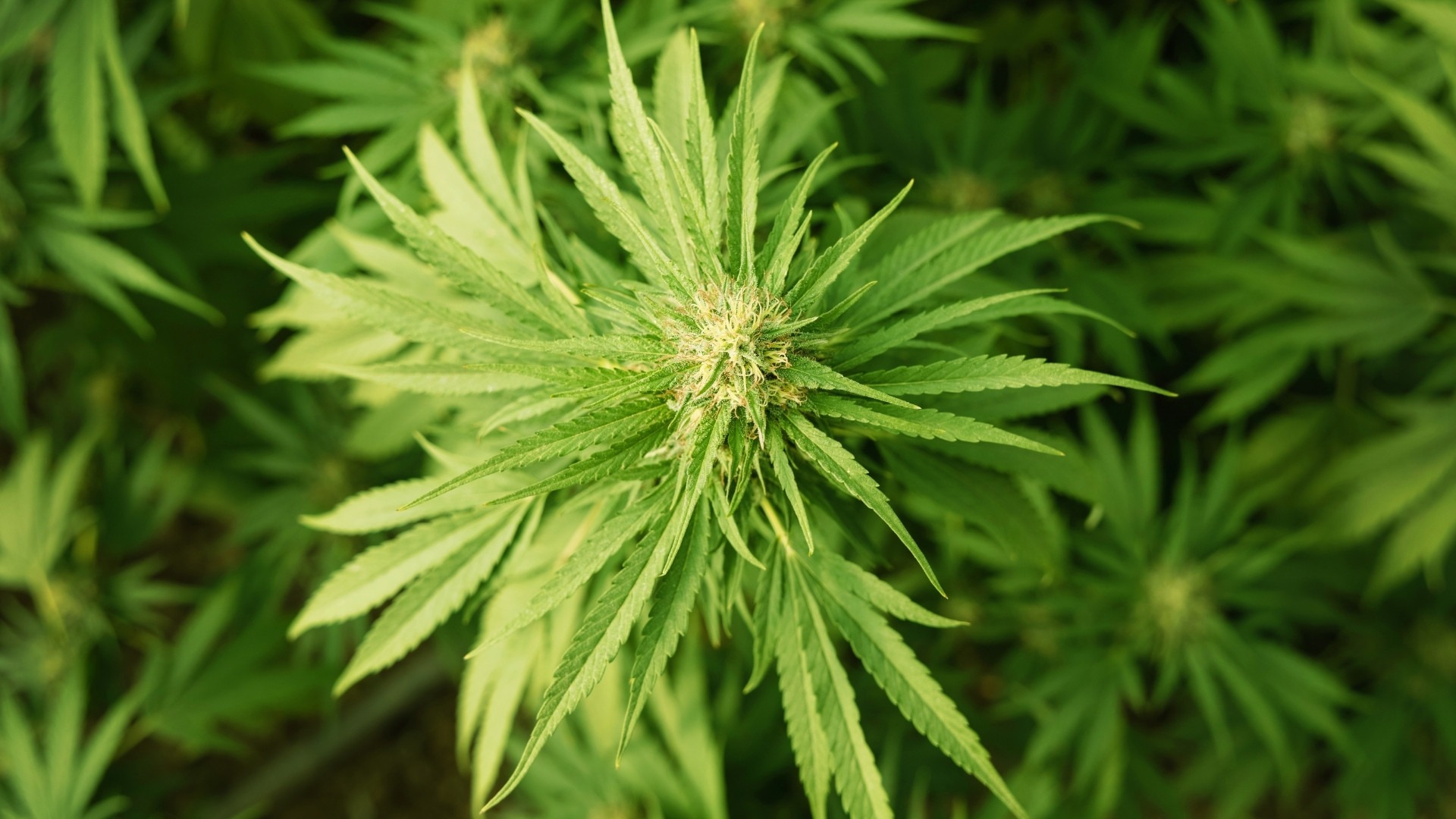 10 Tips to Grow Denser Cannabis Buds on a Commercial Scale