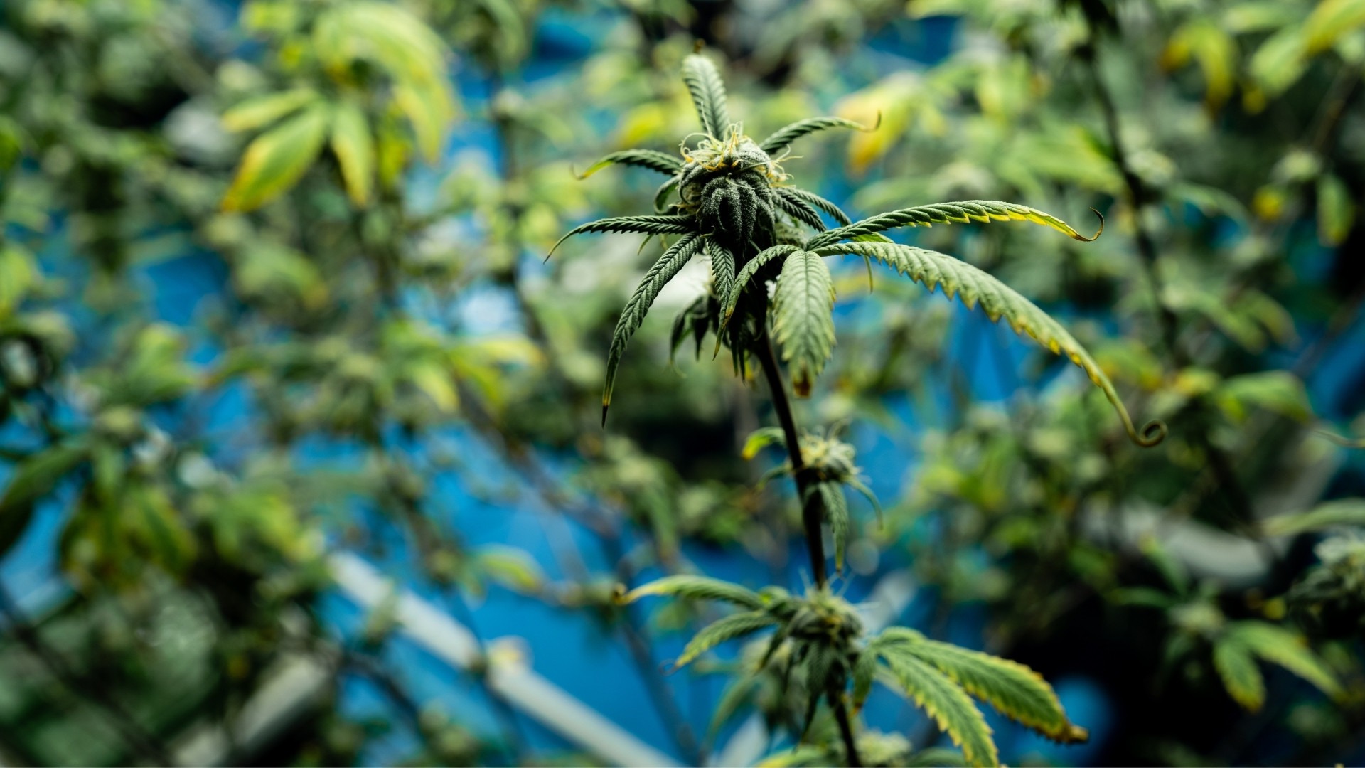 Time Flowering Transitions Correctly