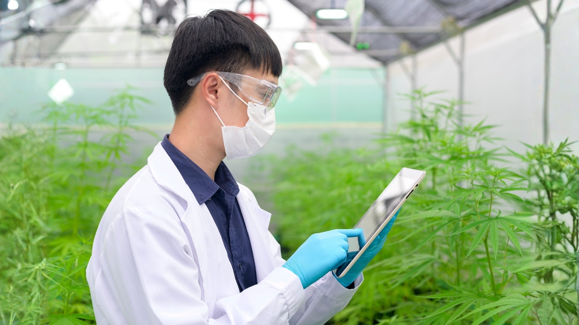 Manage Humidity and Dryback Carefully