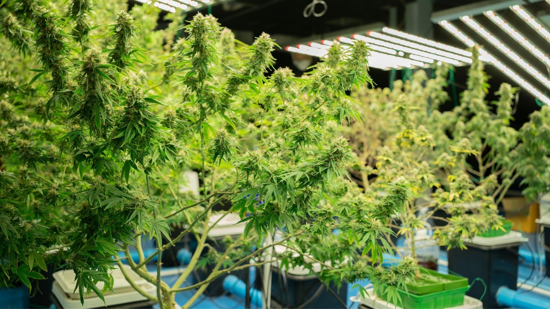 The Impact of Over-Pushing Density on Cannabis Buds